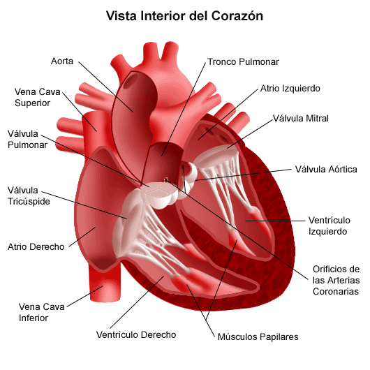 anatomia corazon interior