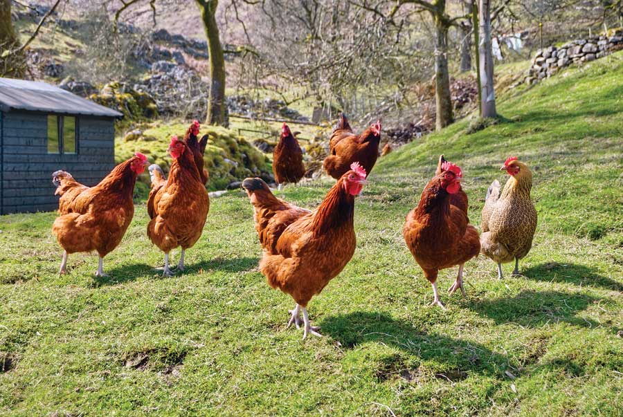 granja de gallinas ecologicas